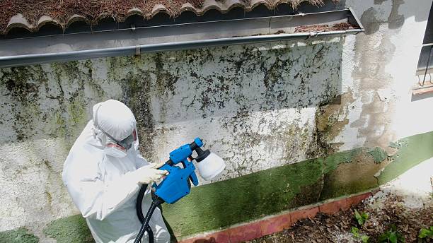 Mold Removal service in Union City